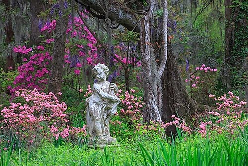 South Carolina-Charleston Azaleas and wisteria blooming at Magnolia Gardens Art Print